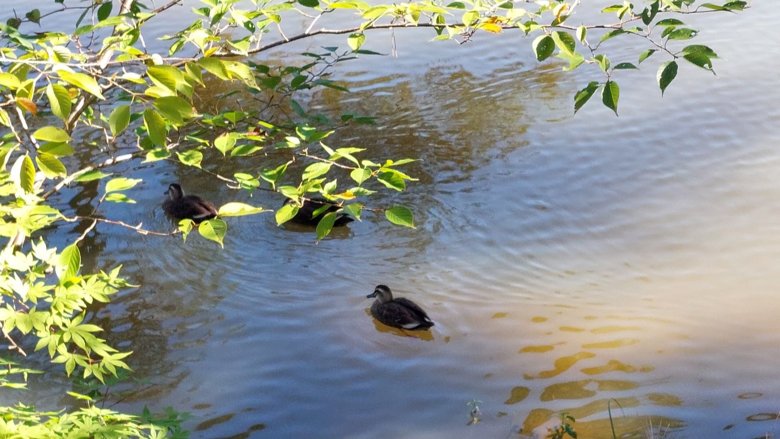 分社型分割があった場合の資本金等の額