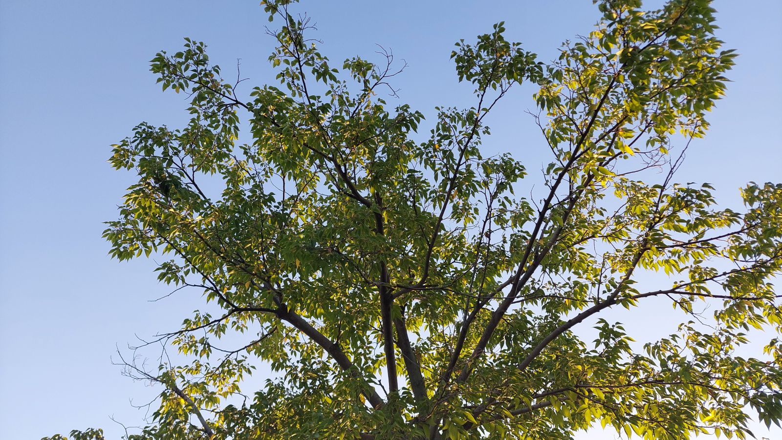 適格現物出資があった場合の資本金等の額