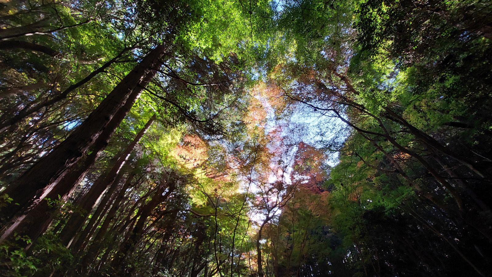 譲渡制限付株式を対価とする費用の特例_給与等課税額が生じない場合と明細書の添付