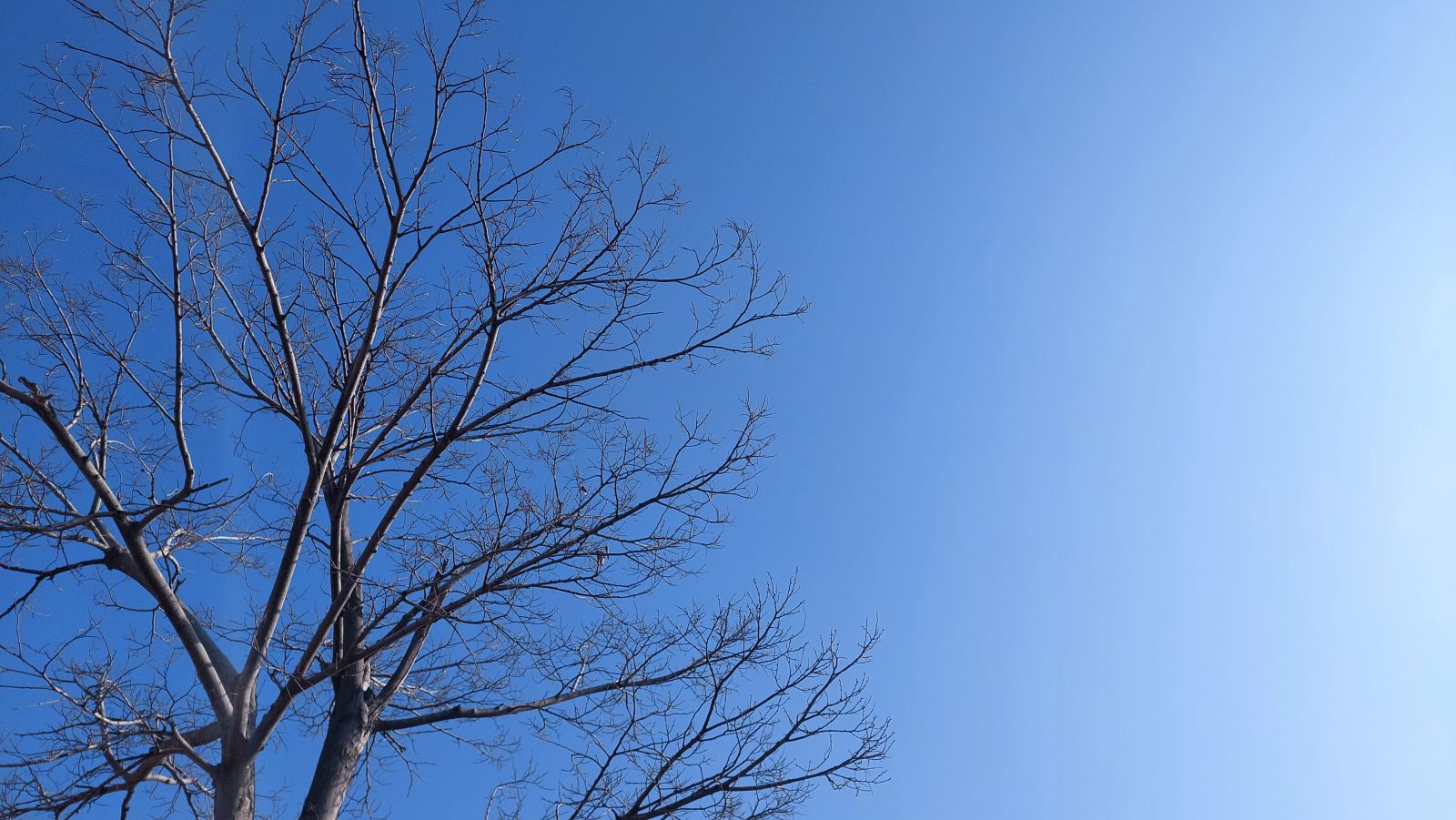 自宅等を売却したときの損失に関する所得税の特例_繰越控除と手続き